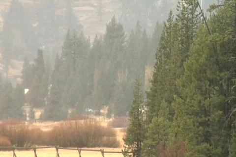 Meadow &amp; Trees NTSC DV Stock Footage 841840