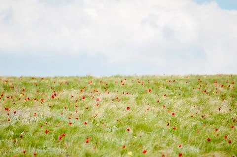 Meadow with tulips Stock Photos