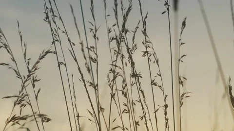 Meadow in Tylicz. Stock Footage 98800678