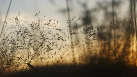 Meadow in Tylicz. Stock Footage 98800921