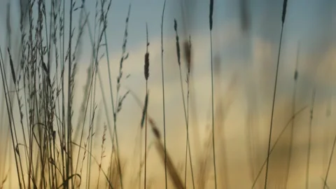 Meadow in Tylicz. Stock Footage 98801396