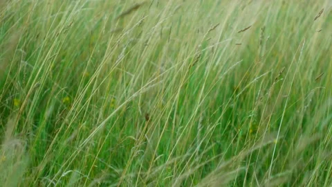Meadow in Tylicz. Stock Footage 98803097