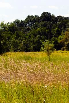 Meadow vegetation Stock Photos