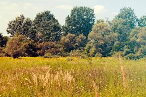 Meadow vegetation Free Stock Photos