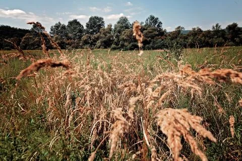 Meadow vegetation Free Stock Photos