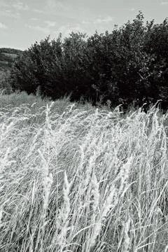 Meadow vegetation Foto stock gratuite