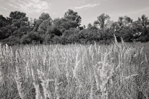 Meadow vegetation 免费库存照片
