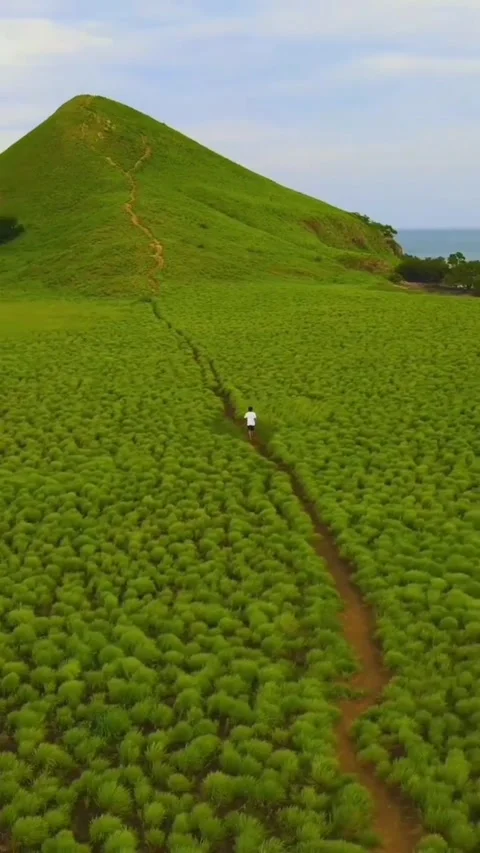 Meadow view Video stock 203880738