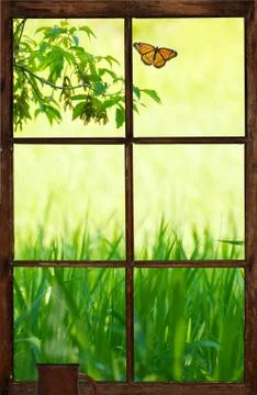 Meadow view. Stock Photos