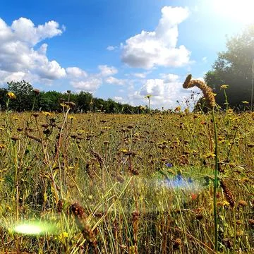 Meadow view in the summer Stock Photos
