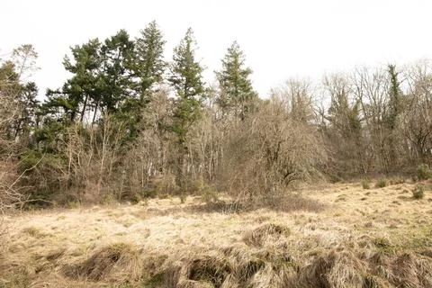 Meadow view with trees Stock Photos