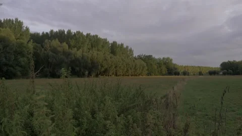 Meadow Views and Graceful Willows Stock Footage 253040282
