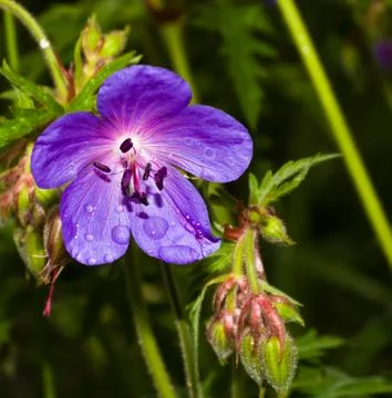 Meadow violet flower Stock Photos