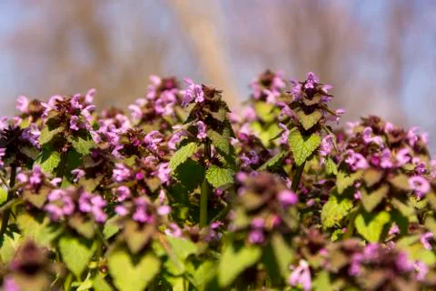 Meadow violet spring flower Stock Photos