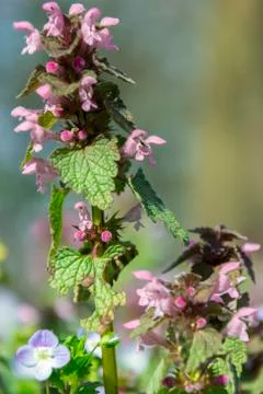 Meadow violet spring flower Stock Photos