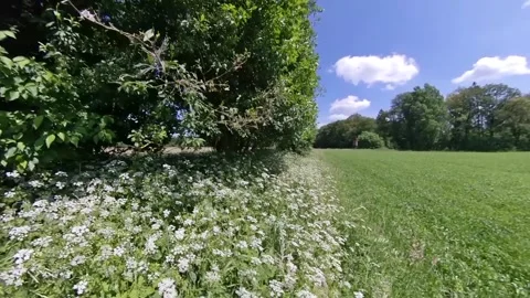 Meadow - Walk with view at flowers Stock Footage 276482389