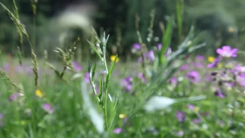 Meadow walkthrough Vidéo 258257703