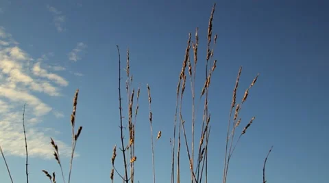 Meadow weed in the sky Stock-Footage 44402727