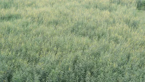 Meadow of weeds blowing in the wind Stock Footage 205584547