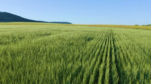 Meadow of wheat at day.  動画素材 118798298