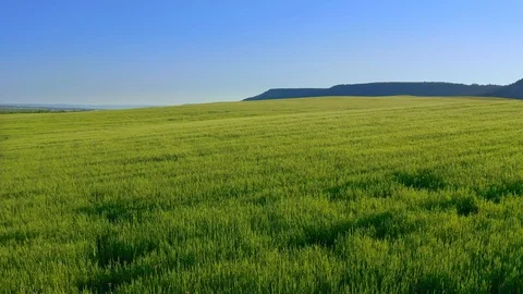Meadow of wheat at day.  Video stock 128316662