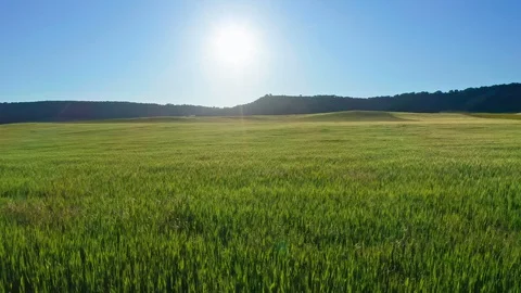 Meadow of wheat at day.  Video stock 128409775