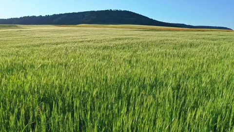 Meadow of wheat at day. Video stock 128419500