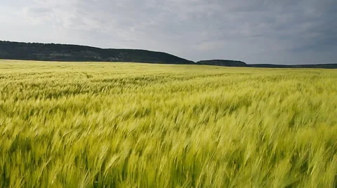 Meadow of wheat. 库存影片 40906796