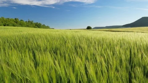 Meadow of wheat. Stock Footage 83740950