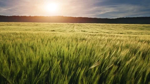Meadow of wheat.  Video stock 83741189