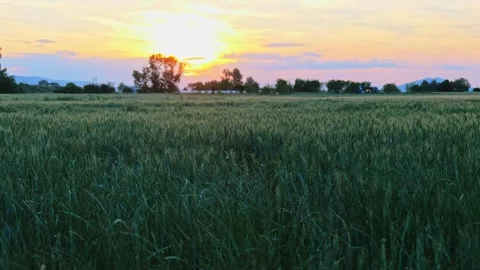 MEADOW WITH WHEAT GREEN SUNSET CLOUDS TREES  GREEECE Video stock 276774167