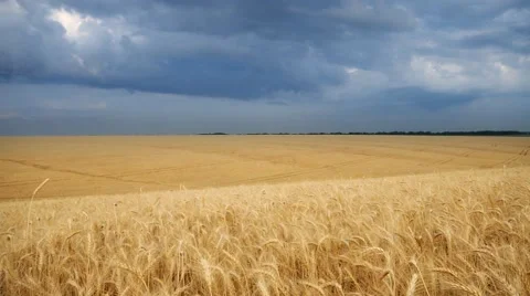 Meadow of wheat. Nature composition. 库存影片 50384869
