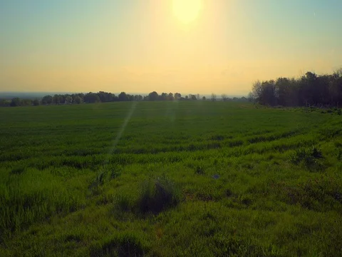 Meadow, wheat, sun, sky Stock Footage 74794815