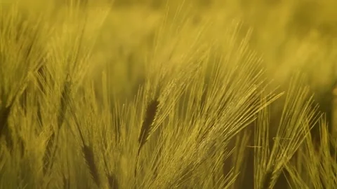 Meadow of wheat on sundown. Stock Footage 334439057