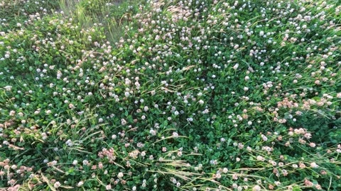 Meadow of white clover Stock Footage 242987886