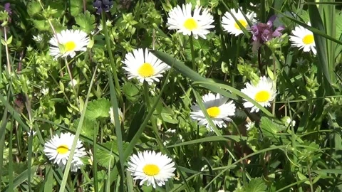 Meadow with white daisies 動画素材 308960475
