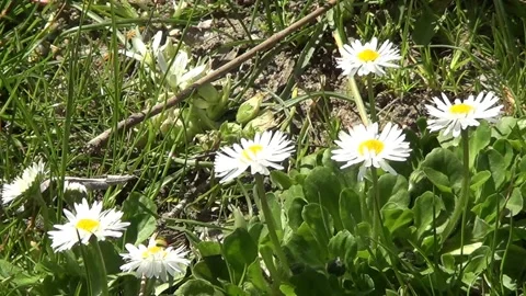 Meadow with white daisies Stock Footage 334678661