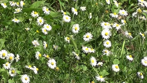 Meadow with white daisies 스톡 동영상 334678692
