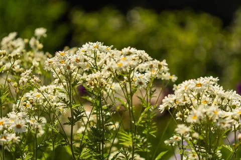 Meadow with white daisies summer background Stock Photos