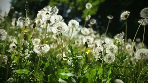 Meadow of white dandelions, the camera moves smoothly Stock Footage 39968567