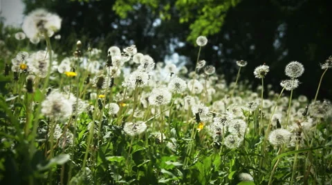 Meadow of white dandelions, the camera moves smoothly Stock Footage 41087873