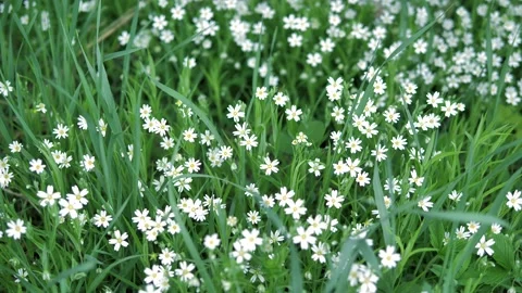 Meadow with white flowers Stock Footage 130378624