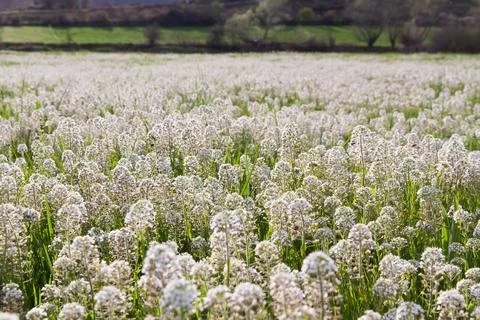 Meadow with White Flowers Stock Photos