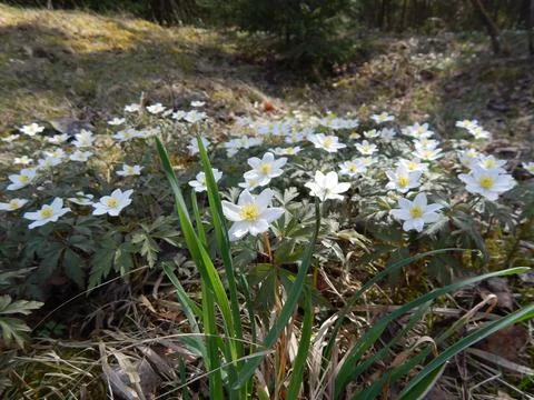 A meadow of white snowdrops in a spring forest Foto stock