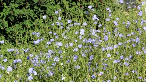 A meadow with wild, blue flowers. Stock Footage 171142680