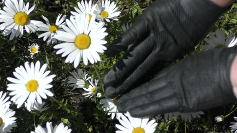 Meadow of wild Chamomile flowers with greenery background. Stock Footage 132730331