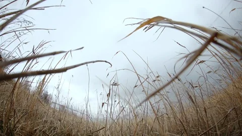 Meadow, wild field, cloud movement, no people, October dry plains, autumn Stock Footage 128804806