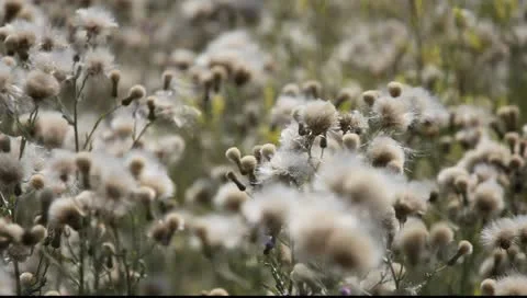 Meadow with wild flowers Stock Footage 10844260