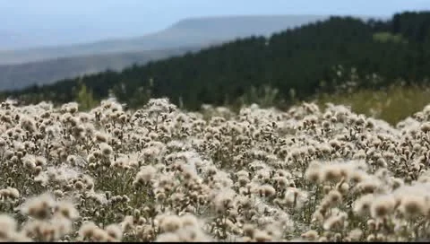 Meadow with wild flowers Stock Footage 10844268