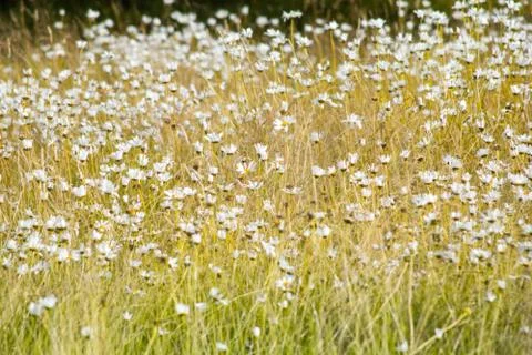 Meadow of wilde daisies Stock Photos